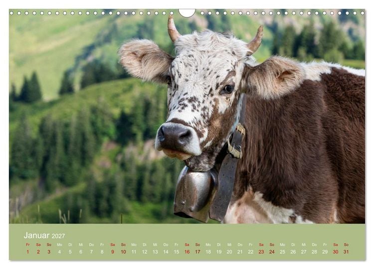 Produktbild: Allg&auml;uer Rindvieh 2027 (Wandkalender 2027 DIN A3 quer), CALVENDO Monatskalender