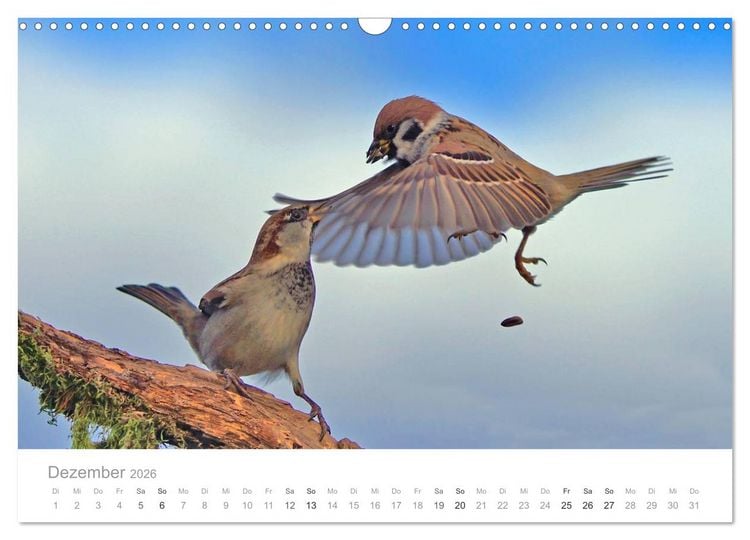Produktbild: V&ouml;gel in unseren G&auml;rten 2026 (Wandkalender 2026 DIN A3 quer), CALVENDO Monatskalender