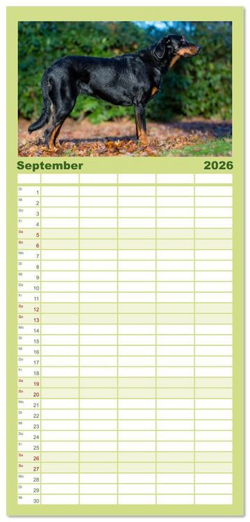 Produktbild: Familienplaner 2026 - Der Beauceron mit 5 Spalten (Wandkalender, 21 x 45 cm) CALVENDO