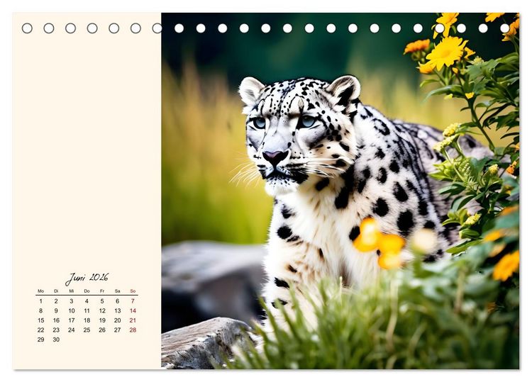 Produktbild: Im Reich der Schneeleoparden (Tischkalender 2026 DIN A5 quer), CALVENDO Monatskalender