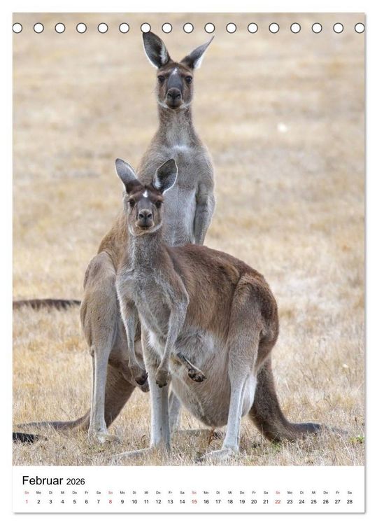 Produktbild: Australien - Hilfe f&uuml;r die einzigartige Tierwelt (Tischkalender 2026 DIN A5 hoch), CALVENDO Monatskalender