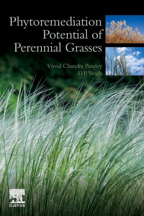 Produktbild: Phytoremediation Potential of Perennial Grasses