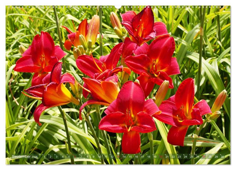 Produktbild: Taglilien im Garten (Wandkalender 2026 DIN A2 quer), CALVENDO Monatskalender