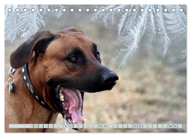 Produktbild: Rhodesian Ridgeback Augen-Blicke (Tischkalender 2026 DIN A5 quer), CALVENDO Monatskalender