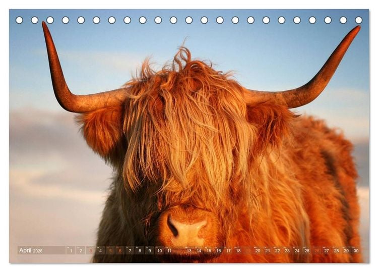 Produktbild: Schottische Hochlandrinder - Highland Cattle im Portrait (Tischkalender 2026 DIN A5 quer), CALVENDO Monatskalender