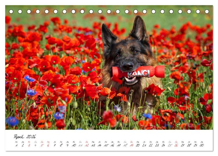 Produktbild: Deutsche Sch&auml;ferhunde - Traumhunde (Tischkalender 2026 DIN A5 quer), CALVENDO Monatskalender