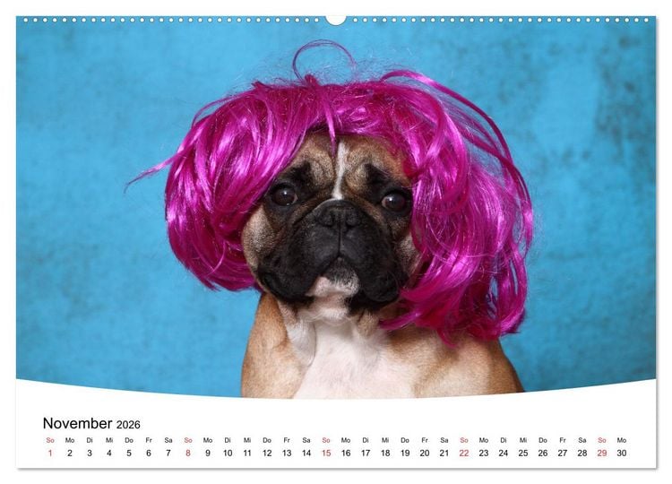 Produktbild: Bullys - Franz&ouml;sische Bulldoggen 2026 (Wandkalender 2026 DIN A2 quer), CALVENDO Monatskalender