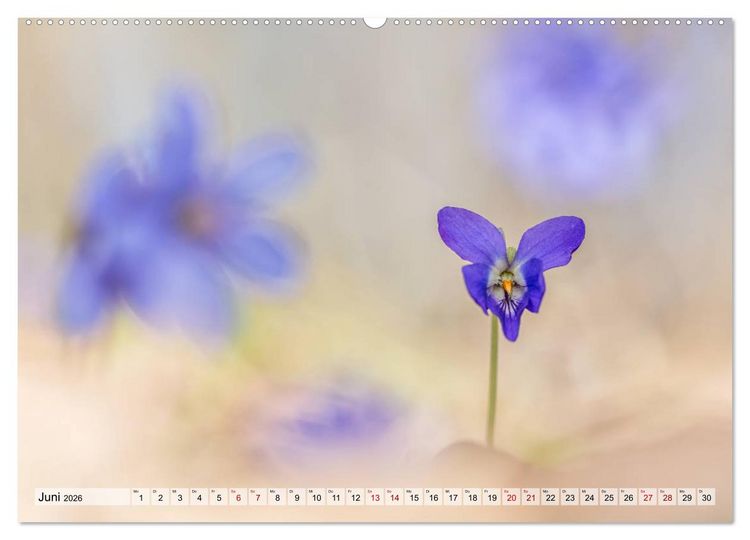 Produktbild: M&auml;rchenwelt der Wildblumen (Wandkalender 2026 DIN A2 quer), CALVENDO Monatskalender