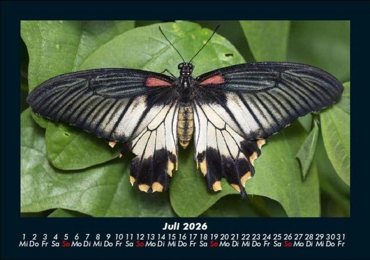Produktbild: Bunte Pracht der Schmetterlinge 2026 Fotokalender DIN A5