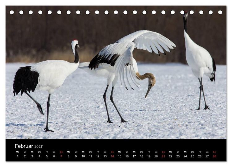 Produktbild: Mandschurenkraniche (Tischkalender 2027 DIN A5 quer), CALVENDO Monatskalender