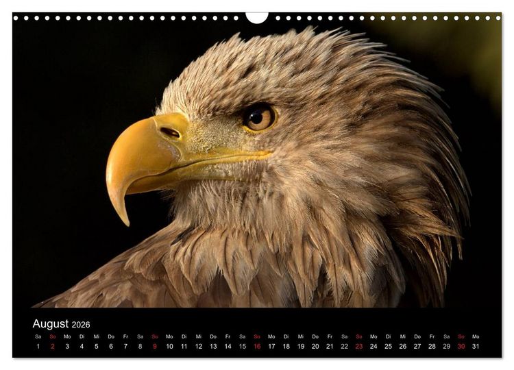 Produktbild: Greifv&ouml;gel (Wandkalender 2026 DIN A3 quer), CALVENDO Monatskalender
