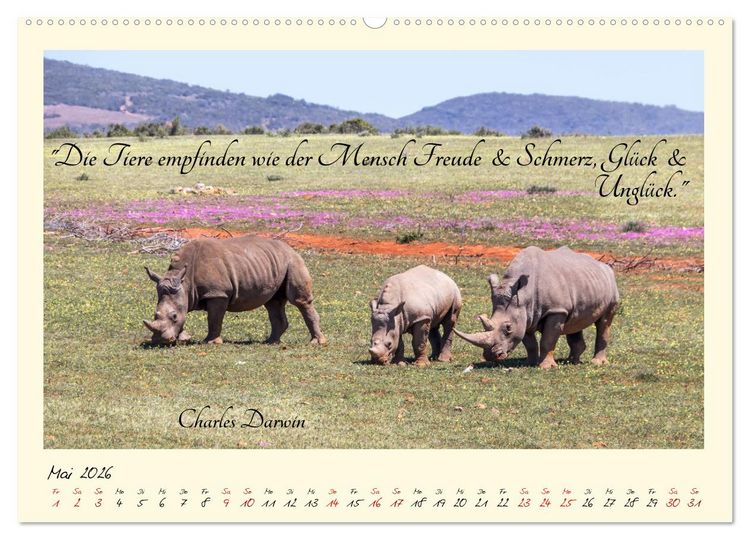 Produktbild: Gl&uuml;cksmomente Gl&uuml;cks-Zitate zu Fotos der gro&szlig;artigen s&uuml;dafrikanischen Tierwelt (hochwertiger Premium Wandkalender 2026 DIN A2 quer), Kunstdruck in Hochglanz