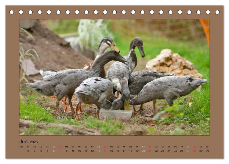 Produktbild: Laufenten immer was zu Schnattern (Tischkalender 2026 DIN A5 quer), CALVENDO Monatskalender
