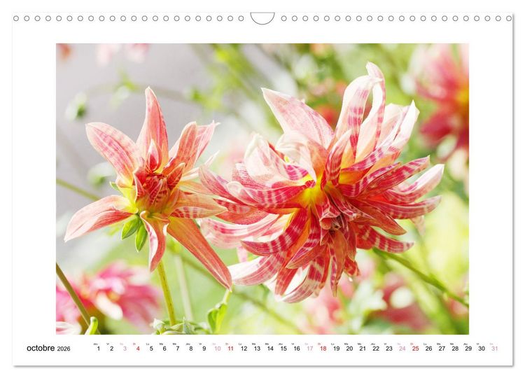 Produktbild: Mes dahlias ador&eacute;s (Calendrier mural 2026 DIN A3 vertical), CALVENDO calendrier mensuel