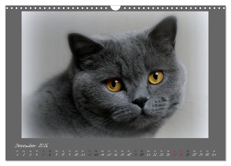 Produktbild: GRAUE ENGEL Britischkurzhaar-Katzen (Wandkalender 2026 DIN A3 quer), CALVENDO Monatskalender