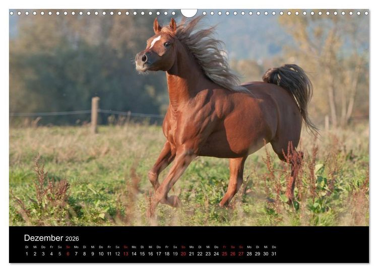 Produktbild: Pferdekalender (Wandkalender 2026 DIN A3 quer), CALVENDO Monatskalender