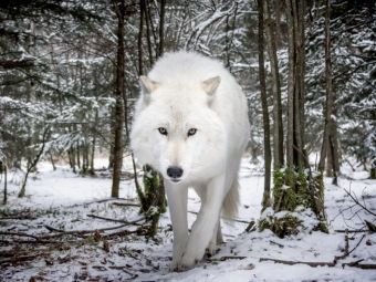Produktbild: CALVENDO Puzzle John der wei&szlig;er Wolf | 1000 Teile Lege-Gr&ouml;&szlig;e 64x48cm Foto-Puzzle f&uuml;r gl&uuml;ckliche Stunden