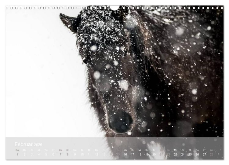 Produktbild: Islandpferde - Stolz und Stark durch Sommer und Winter (Wandkalender 2026 DIN A3 quer), CALVENDO Monatskalender