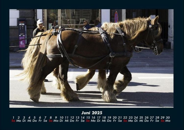 Produktbild: Pferdegefl&uuml;ster 2025 Fotokalender DIN A4