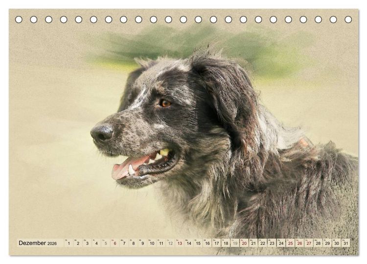 Produktbild: Altdeutsche H&uuml;tehunde 2026 (Tischkalender 2026 DIN A5 quer), CALVENDO Monatskalender