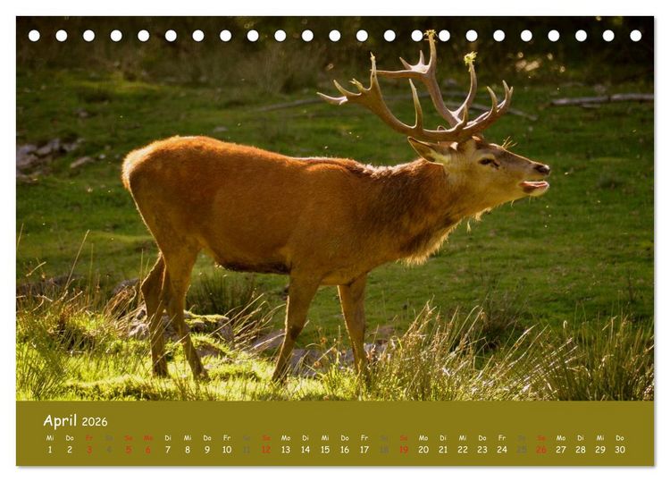 Produktbild: Begegnungen. DER HIRSCH (Tischkalender 2026 DIN A5 quer), CALVENDO Monatskalender