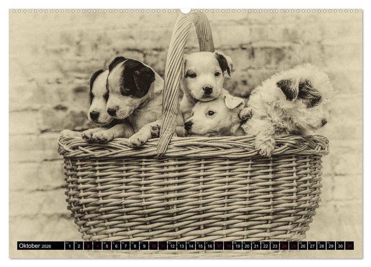 Produktbild: Parson Jack Russel Welpen (Wandkalender 2026 DIN A2 quer), CALVENDO Monatskalender