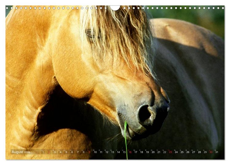 Produktbild: Fjordpferde - Norweger (Wandkalender 2026 DIN A3 quer), CALVENDO Monatskalender