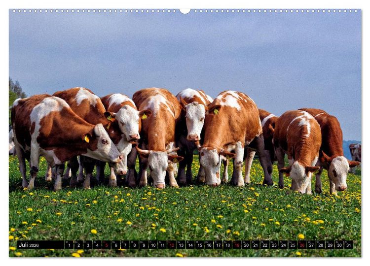 Produktbild: Kuh und Co. (Wandkalender 2026 DIN A2 quer), CALVENDO Monatskalender