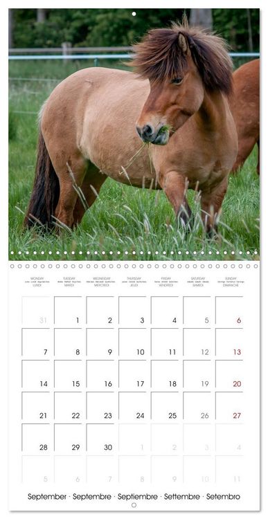 Produktbild: Charming Icelandic Horses (Wall Calendar 2026 12 &times; 12 Inch) CALVENDO 12 Month Wall Calendar