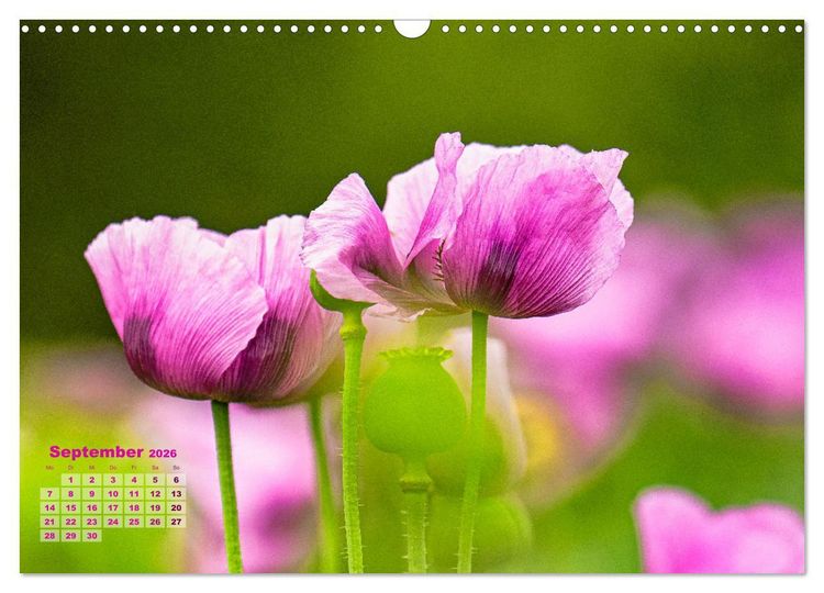 Produktbild: ZAUBERHAFTE MOHNBL&Uuml;TEN IN SCHARLACHROT UND PINK (Wandkalender 2026 DIN A3 quer), CALVENDO Monatskalender