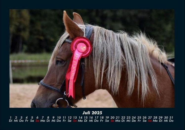 Produktbild: Pferde Kalender 2025 Fotokalender DIN A4