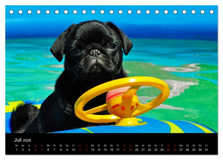 Produktbild: Alles Mops-Kalender 2026 (Tischkalender 2026 DIN A5 quer), CALVENDO Monatskalender