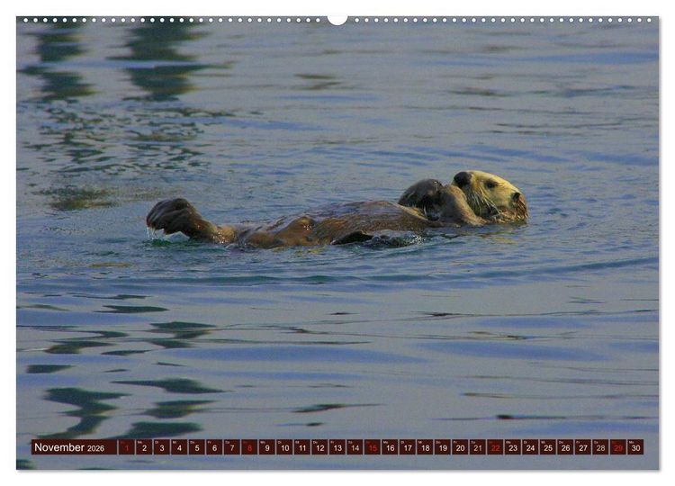 Produktbild: Otter. Frech, laut und clever (hochwertiger Premium Wandkalender 2026 DIN A2 quer), Kunstdruck in Hochglanz