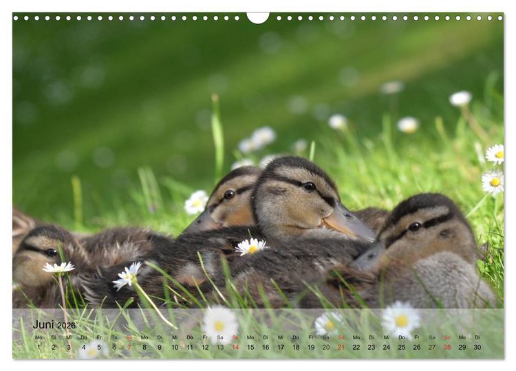 Produktbild: G&auml;nse und Enten. Schnattern, watscheln, quaken! (Wandkalender 2026 DIN A3 quer), CALVENDO Monatskalender