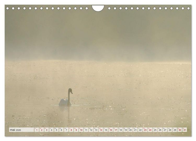 Produktbild: Oiseaux libres et sauvages (Calendrier mural 2026 DIN A4 vertical), CALVENDO calendrier mensuel
