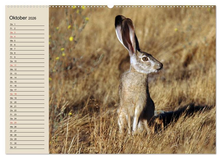 Produktbild: Kaninchen und Hasen (hochwertiger Premium Wandkalender 2026 DIN A2 quer), Kunstdruck in Hochglanz