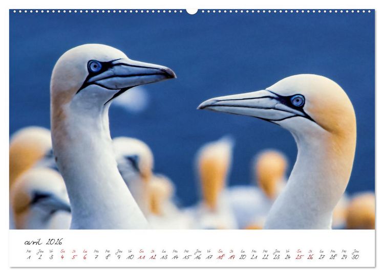 Produktbild: La faune de nos c&ocirc;tes les oiseaux (Calendrier mural 2026 DIN A2 vertical), CALVENDO calendrier mensuel