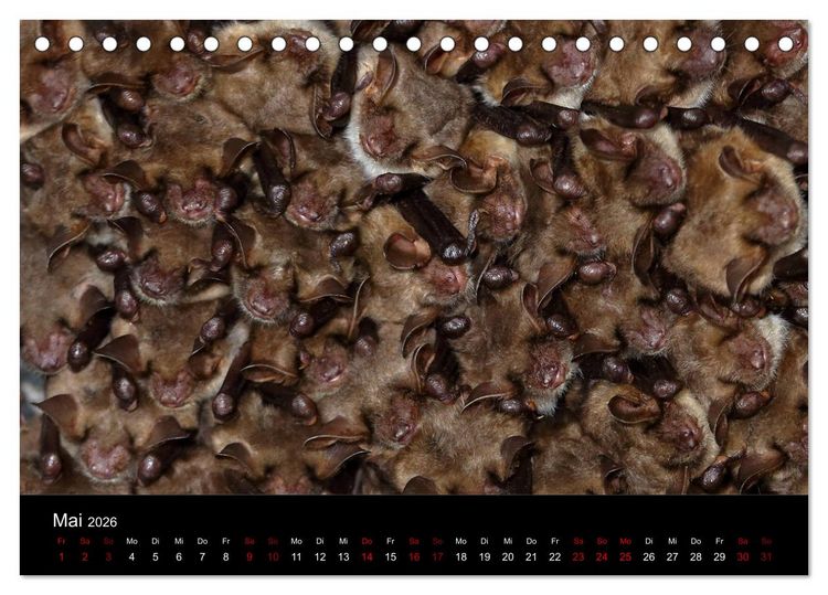 Produktbild: Flederm&auml;use - J&auml;ger der Nacht (Tischkalender 2026 DIN A5 quer), CALVENDO Monatskalender