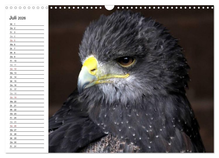 Produktbild: Greifv&ouml;gel, Eulen und K&auml;uze (Wandkalender 2026 DIN A3 quer), CALVENDO Monatskalender