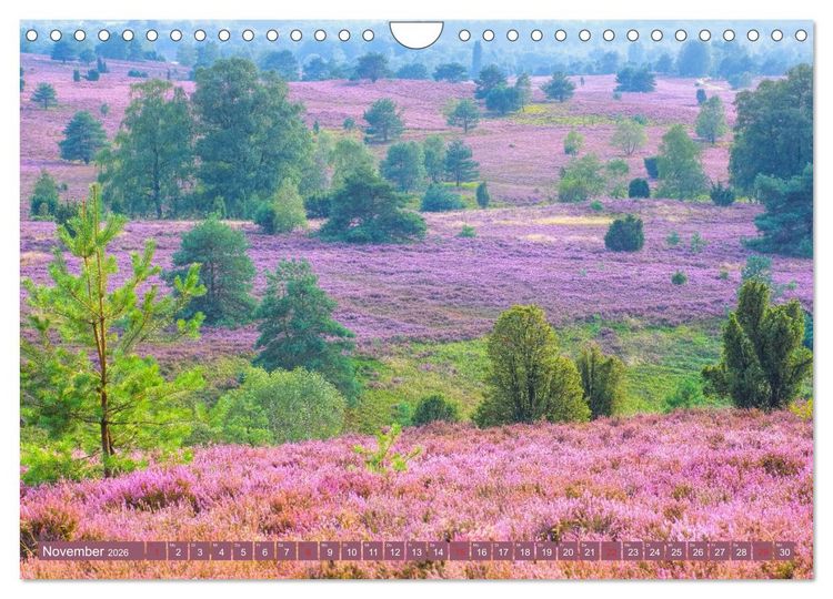 Produktbild: L&uuml;neburger Heide - Wanderung rund um Wilsede und Totengrund (Wandkalender 2026 DIN A4 quer), CALVENDO Monatskalender