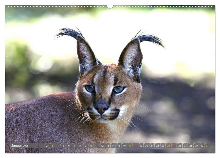 Produktbild: Katzen Afrikas (Wandkalender 2026 DIN A2 quer), CALVENDO Monatskalender