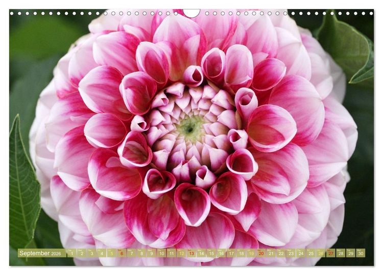Produktbild: A Flower Festival (Wall Calendar 2026 DIN A3 landscape), CALVENDO 12 Month Wall Calendar