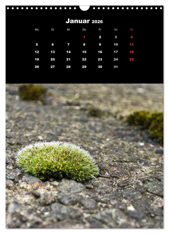 Produktbild: Die Welt der Moose. Ein Blick nach unten (Wandkalender 2026 DIN A3 hoch), CALVENDO Monatskalender