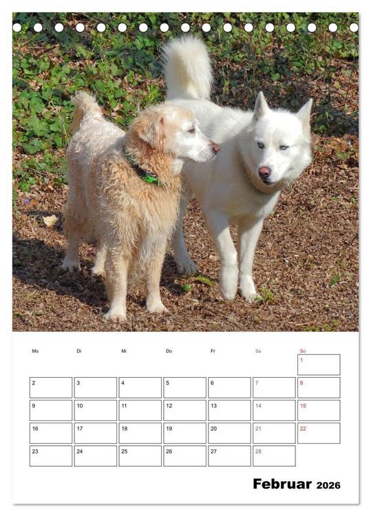 Produktbild: Hunde Freunde (Tischkalender 2026 DIN A5 hoch), CALVENDO Monatskalender