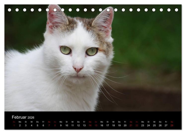 Produktbild: Eulhof (Tischkalender 2026 DIN A5 quer), CALVENDO Monatskalender