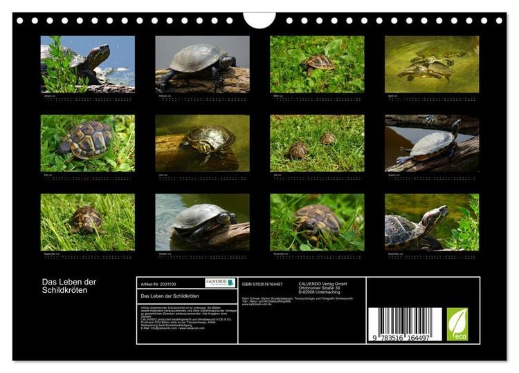 Produktbild: Das Leben der Schildkr&ouml;ten (Wandkalender 2026 DIN A4 quer), CALVENDO Monatskalender