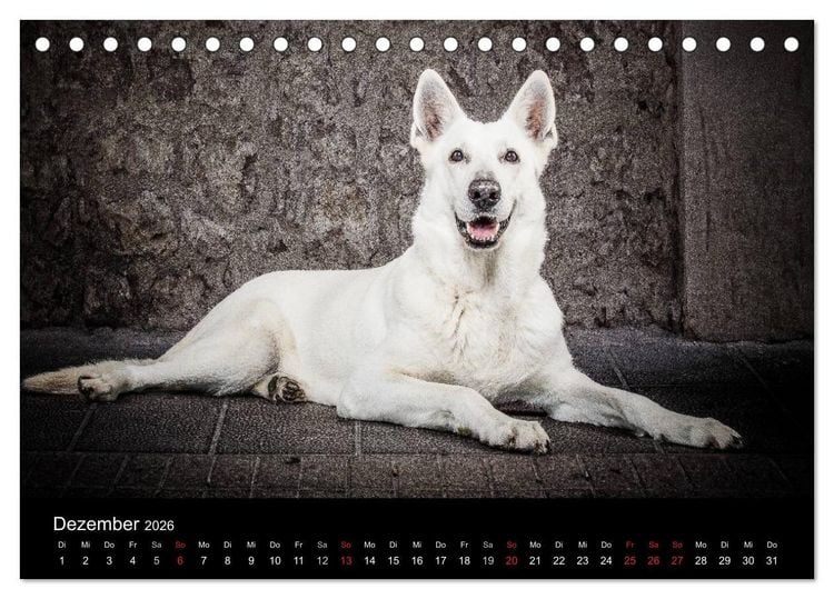 Produktbild: Urban Dogs - Hundekalender der anderen Art (Tischkalender 2026 DIN A5 quer), CALVENDO Monatskalender