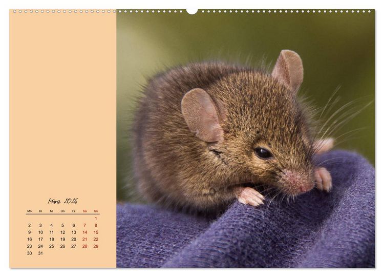 Produktbild: Mausige Zeiten! Putzige Gesellen mit Knopfaugen (hochwertiger Premium Wandkalender 2026 DIN A2 quer), Kunstdruck in Hochglanz