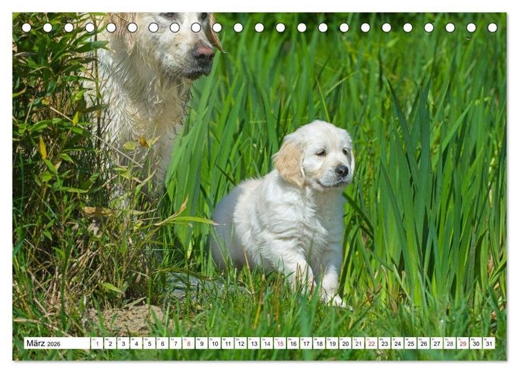 Produktbild: Goldige Herzensbrecher - Golden Retriever Welpen (Tischkalender 2026 DIN A5 quer), CALVENDO Monatskalender
