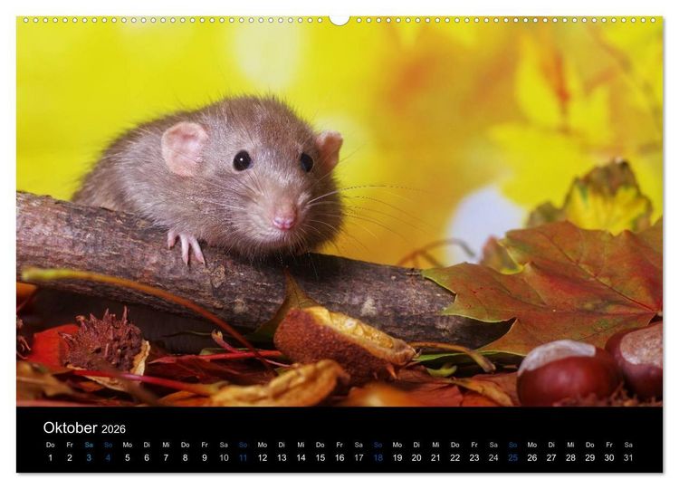 Produktbild: Ratten. Die gro&szlig;e Welt der kleinen Nager (Wandkalender 2026 DIN A2 quer), CALVENDO Monatskalender